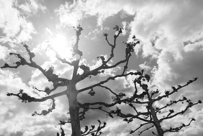 Low angle view of trees against cloudy sky