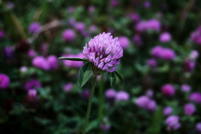 Close-up of pink flowering plant