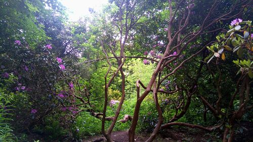 Low angle view of trees