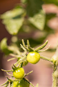 Close-up of fruit growing on plant