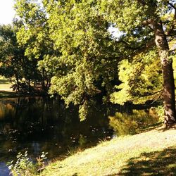 Scenic view of trees by river