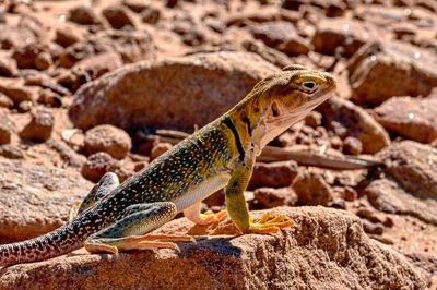 Close-up of lizard on rock