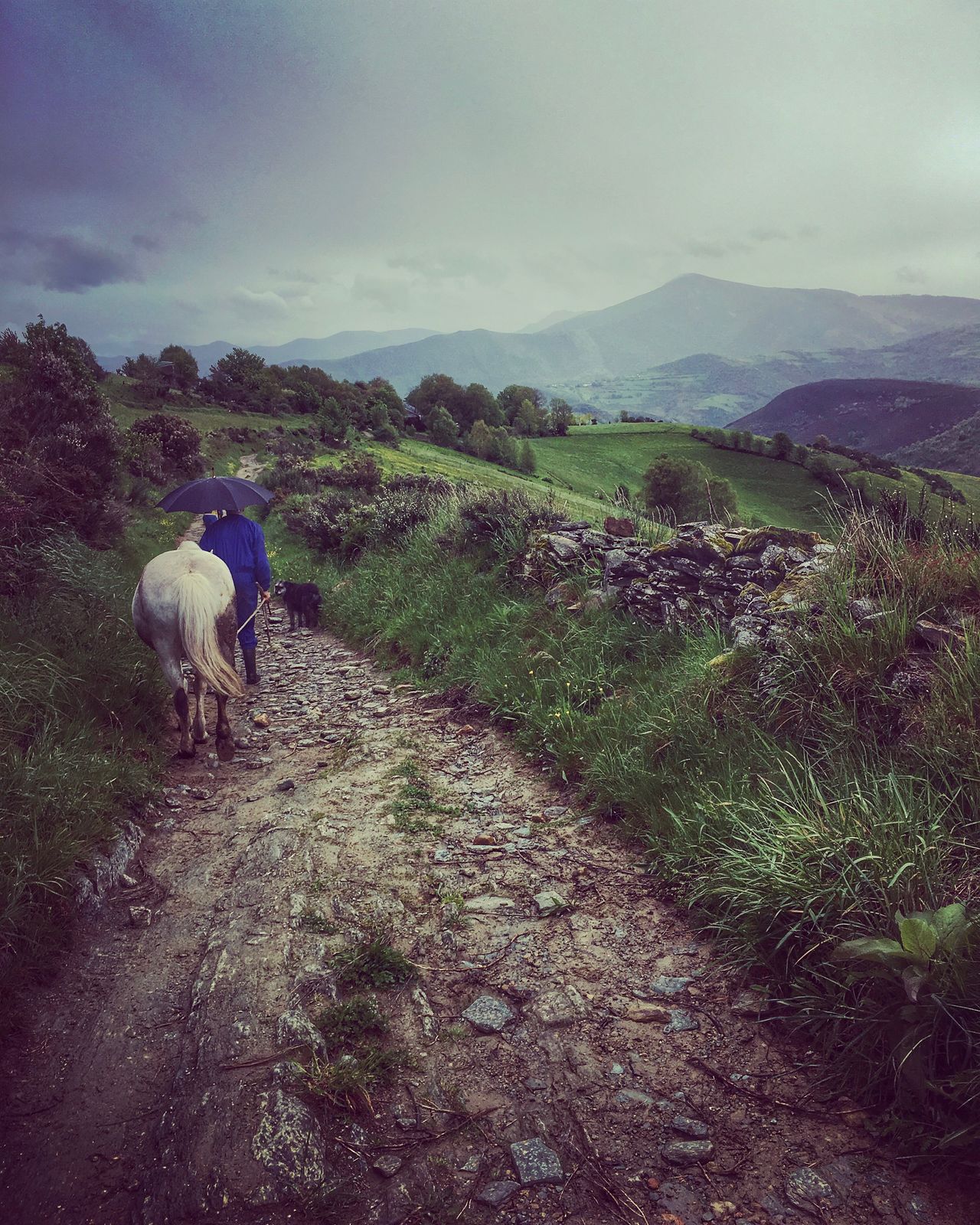 Man and a horse