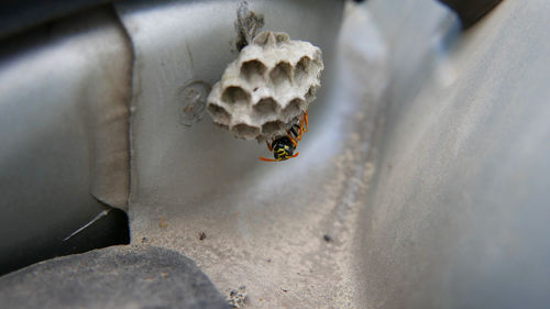 High angle view of bee on sand