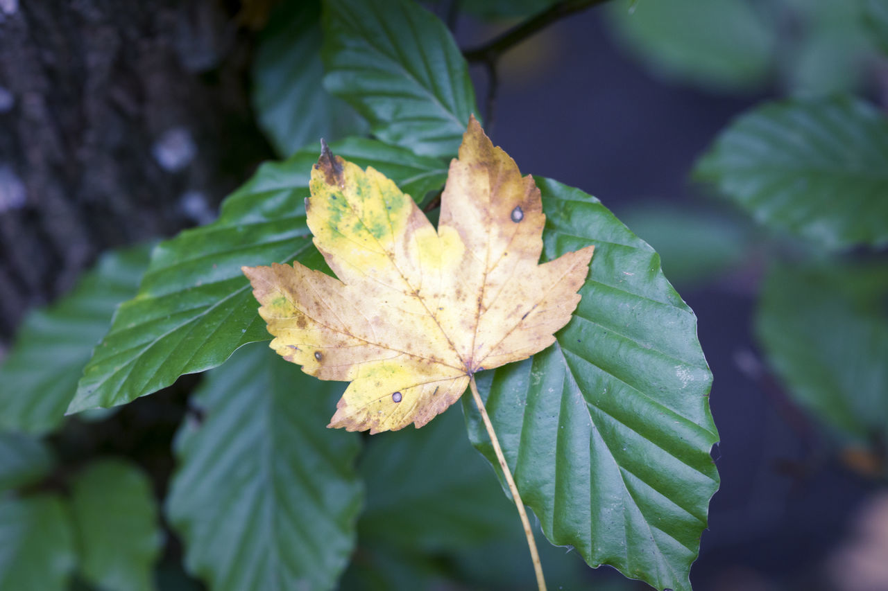 CLOSE-UP OF YELLOW MAPLE LEAF