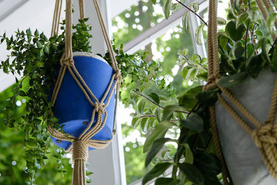 Low angle view of plants hanging from tree