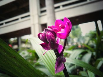 Close-up of pink flower blooming outdoors