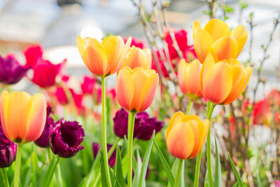 Close-up of yellow tulips in field