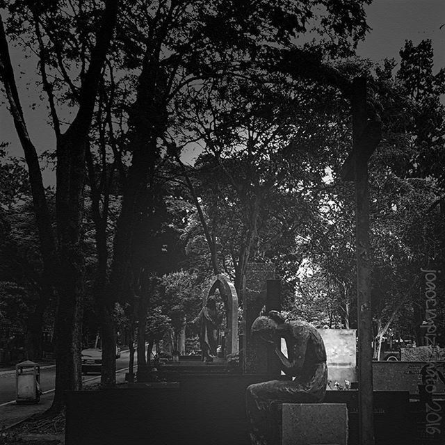 tree, bench, park - man made space, branch, tree trunk, park bench, empty, sunlight, tranquility, growth, absence, shadow, nature, railing, transportation, outdoors, park, no people, day, bare tree