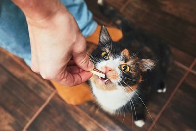 Low section of person feeding food to cat at home