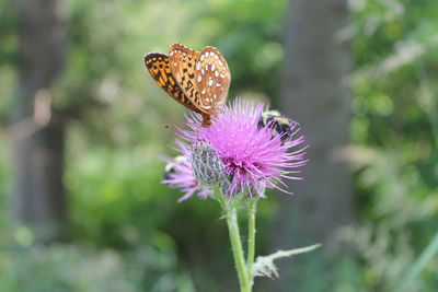 Close-up of butterfly pollinating on thistle