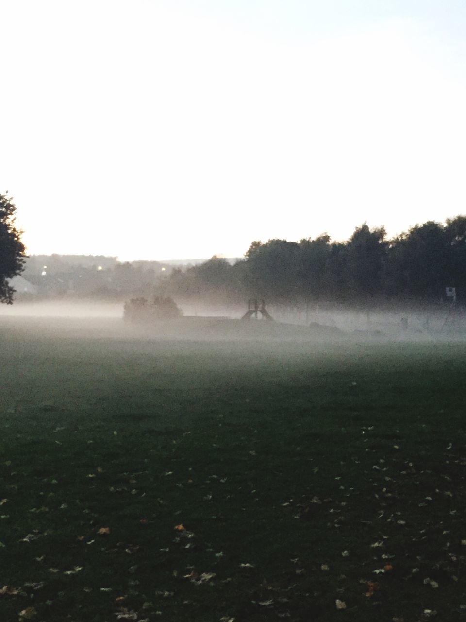 clear sky, copy space, tree, landscape, field, tranquil scene, tranquility, nature, beauty in nature, scenics, grass, foggy, growth, animal themes, outdoors, day, full length