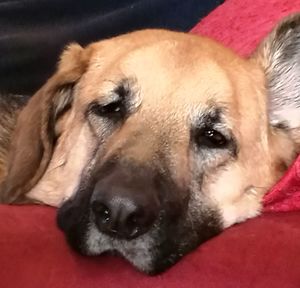 Close-up portrait of dog