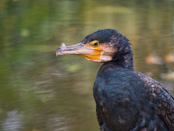 Close-up of a bird