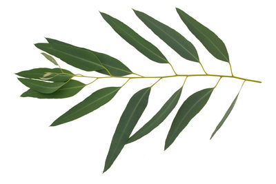 Close-up of leaves against white background