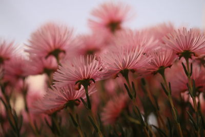 Close-up of purple flowering plants on field