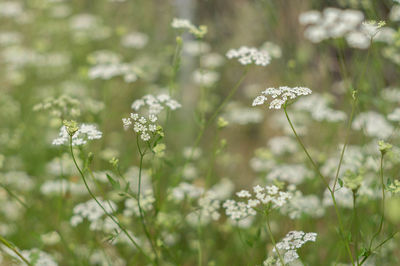 Close-up of flowering plant