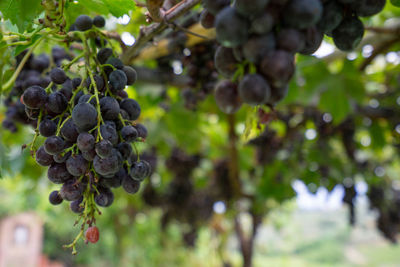 Close-up of grapes growing in vineyard