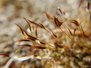 Close-up of dry plant on field