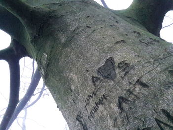 Low angle view of tree against sky