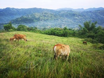 Cows eating grasses