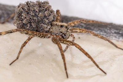 Close-up of spider on table