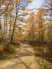 Empty road along trees in forest