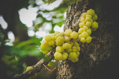 Close-up of grapes growing on tree