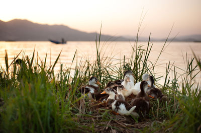 Flock of birds in lake