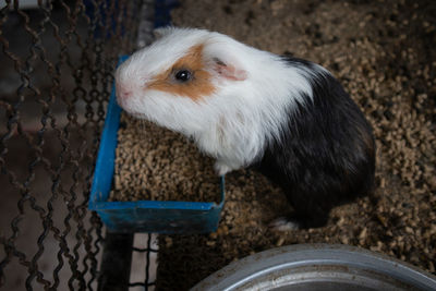 High angle view of rabbit in cage