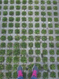 Low section of person standing by plants