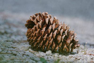 Close-up of pine cone on beach