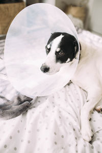 Sick labrador dog with elizabethan collar cone after surgical intervention lying in bed
