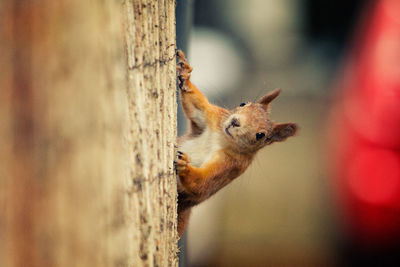 Close-up of squirrel on tree trunk