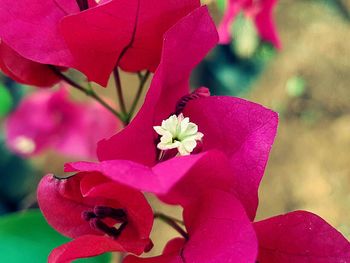 Close-up of pink flowers blooming outdoors