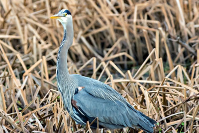 Close-up of bird perching