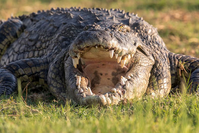 Nile crocodile