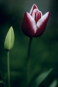 Close-up of pink tulip