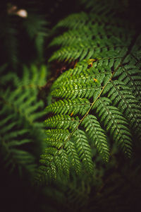 Close-up of fern