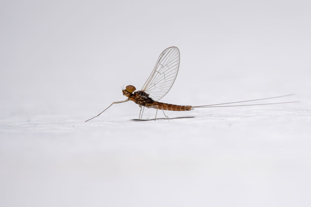 CLOSE-UP OF DRAGONFLY AGAINST WHITE BACKGROUND
