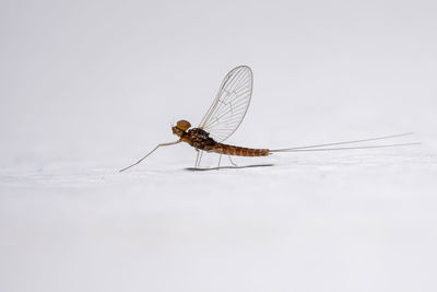 Close-up of dragonfly on white background