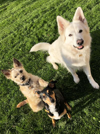 Three dogs in different size and breed