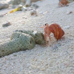 Close-up of crab on sand at beach