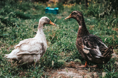 Ducks on a field