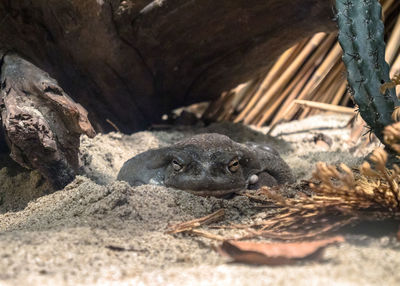 Close-up of toad on rock