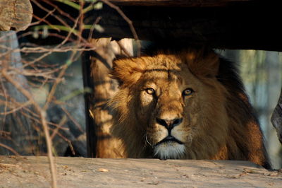 Portrait of lion