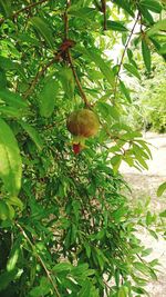 Low angle view of bird on tree