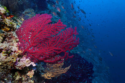 Coral reef from lastovo island, croatia