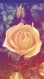 Close-up of rose blooming outdoors