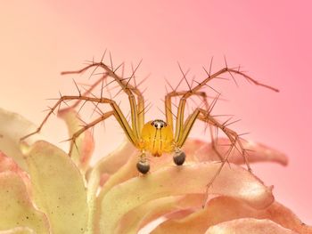 Close-up of spider on flower against pink background